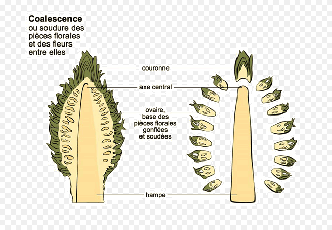 Ananas