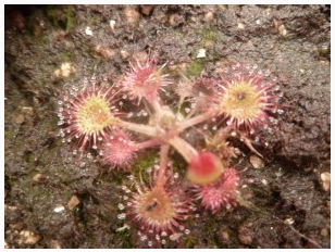 Drosera