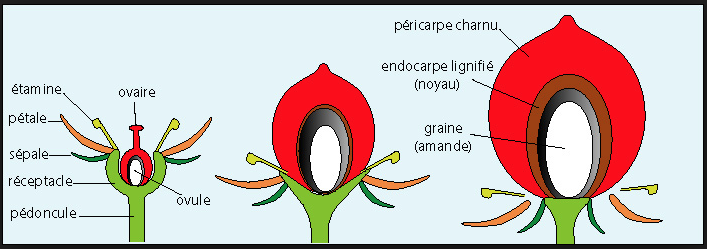 Fruit